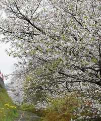 ̨�ݸ���ӣ����