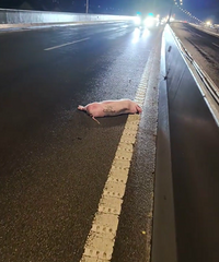 С��������·��̫�߼���ײ��һͷ��