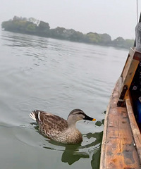 �������δ��۸񶼻��ܽ��ܣ����ִ��˶����پ���60һСʱ