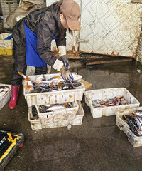 �Ƿ�����Ұ������������4�˱�ץ