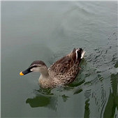 ������ιѼ��