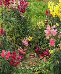 �����ȳ�������