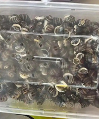 Ϊʲô��ǰ֯���ݿ��Գԣ������ж�ȴ���кܶ�����