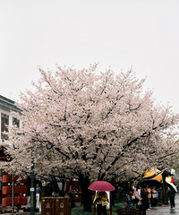 ������ӣ��