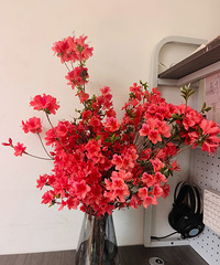 ӳɽ���ܲ��ܳԣ�