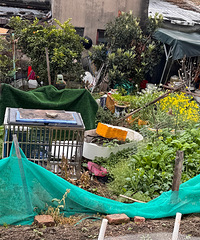 �����ű����յľɴ����Υ������Ѽ����