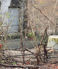 �����ű����յľɴ����Υ������Ѽ����