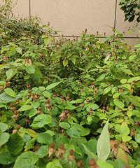 ���ǲ��Ǵ�˵�еĸ�����