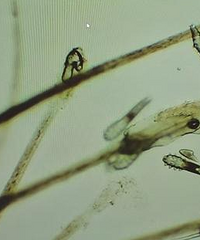 ͷƤ���飬̨��һŮ�ӽ�ë�ﾾ��ʮ������棡