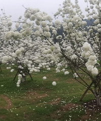 ľ���򿪳�ѩ��һƬ����һ���Ϲ�ѩ����