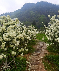 ľ���򿪳�ѩ��һƬ����һ���Ϲ�ѩ����