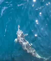 ���ࡰ�򿨡���µ�����