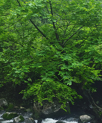 ϲ����ɽ��˭��ûȥ������