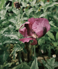 ��������ݶ�����԰��ũ����������������鴦����Ƿ���ֲ��