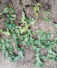 ��������ݶ�����԰��ũ����������������鴦����Ƿ���ֲ��