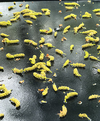 �ⲻ֪�ܲ��ܳ�