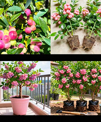 һ�����󣿡���ɫ��ݮ����1��400Ԫ��������