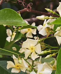 С�糵������