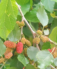 ������ݲ�