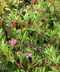 ̨�ݡ������������ߣ���һ����