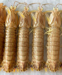 �۸���������ڵ�̨����ץ���ˣ�5��1����ȫ���ֹ����