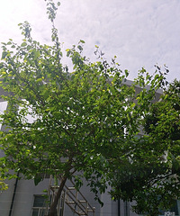 ʮ��Ǯһ��ɣҶ���ǻ�����