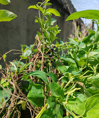 [�۸���]��������ʵ�ܳ����������