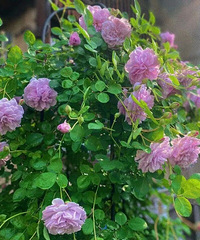 ���±����������ĸо�Ҫ������