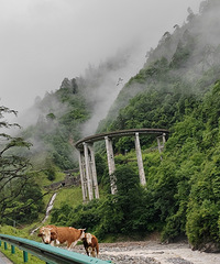 ���żҹ�����������Խ�żҹ���ڣ��ӹ���ɽ��Ȼ�������д�Խ