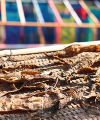 ���ݻ���������һ���Ŵ塪�������������Ŵ���