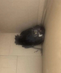 ��������ѻ�ĺ�ɫС��׽һֻ��Υ��