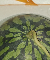 �����һ��������