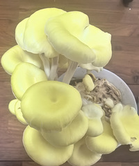 һ������ƽ��ͻȻ����