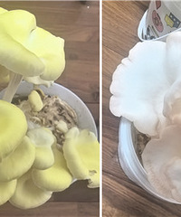Ģ���·�һҹ֮���������