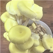 һ������ƽ��ͻȻ����