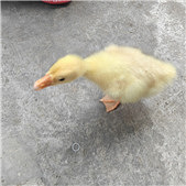 ���챦��