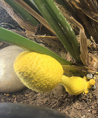 �����ʲô