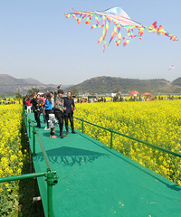 去看油菜花、一起呗!