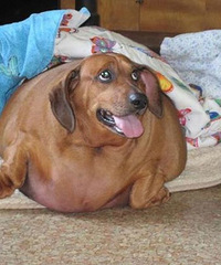 一个月迅速减肥25公斤的神犬,狗主人你受到鼓舞了吗?
