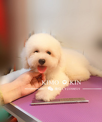 Kimo-kin��5�����޻����Ҽң�