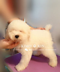 Kimo-kin��5�����޻����Ҽң�