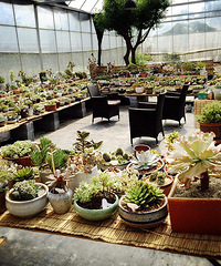 ����һ���Ӷ��⻨԰