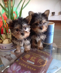 ����Լ���ı���