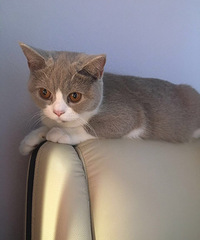 ���� ĸ���׷�����