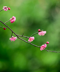 【3.11湘湖活动】网友MM们,摄影爱好者们都出来聚一下吧~透透气