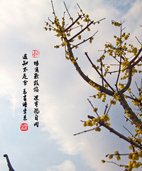 梅花诗篇
