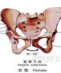 "骨盆大好分娩?为你揭露真相"