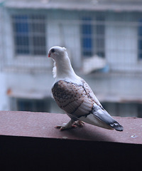 邂逅鸽子