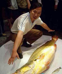 "价值354万元的大黄鱼,在舟山不多见啊"