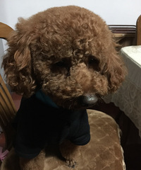 3月17日,萧山北干山走丢贵宾一只